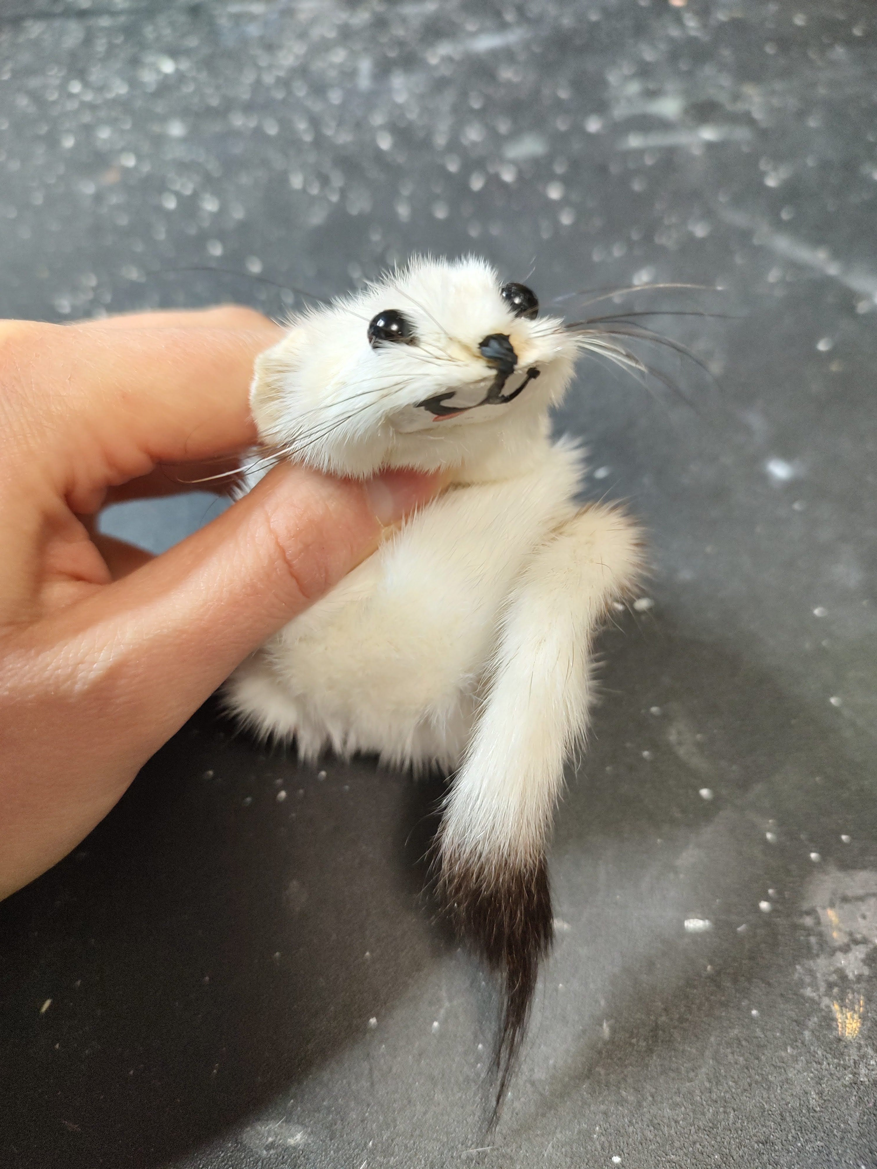 Fur Critters