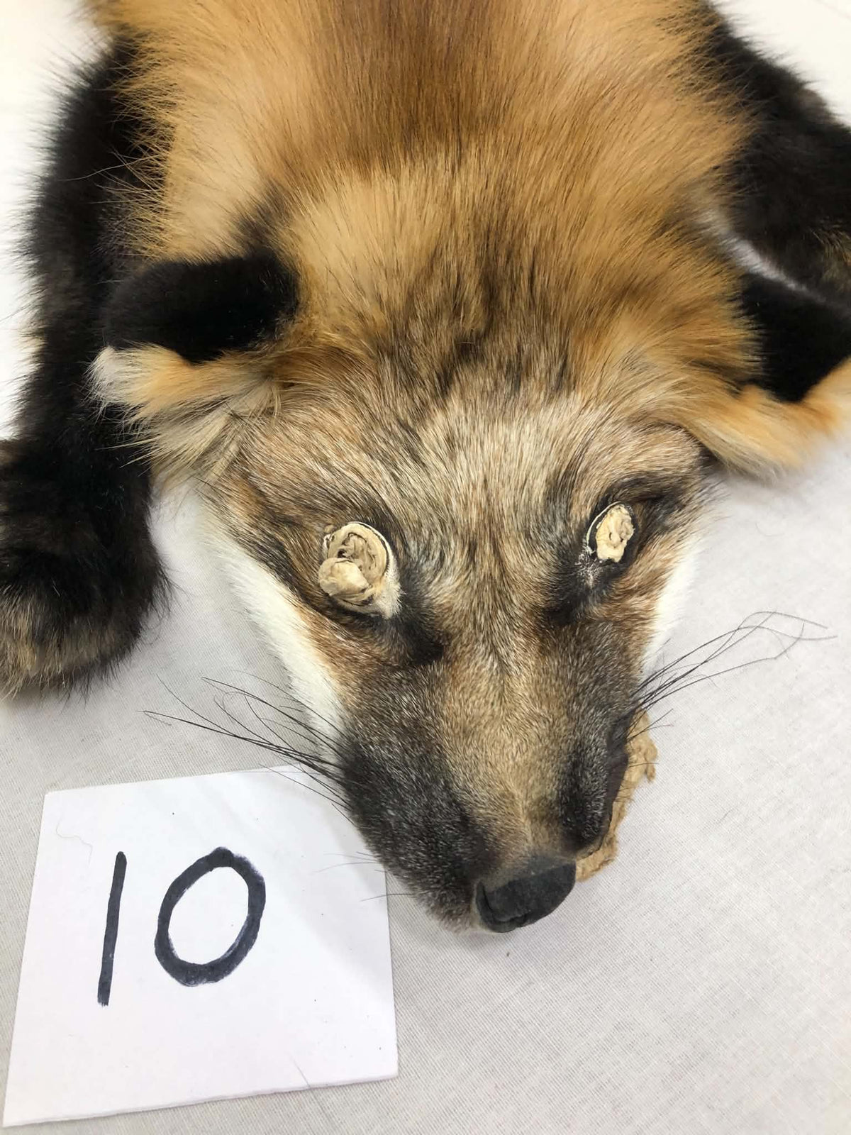 MADE TO ORDER DIY Gold Fox Soft Mount Taxidermy Kit | Ready-to-Mount | Beginner Starter Kit for Soft or Traditional Taxidermy Kit ID #10