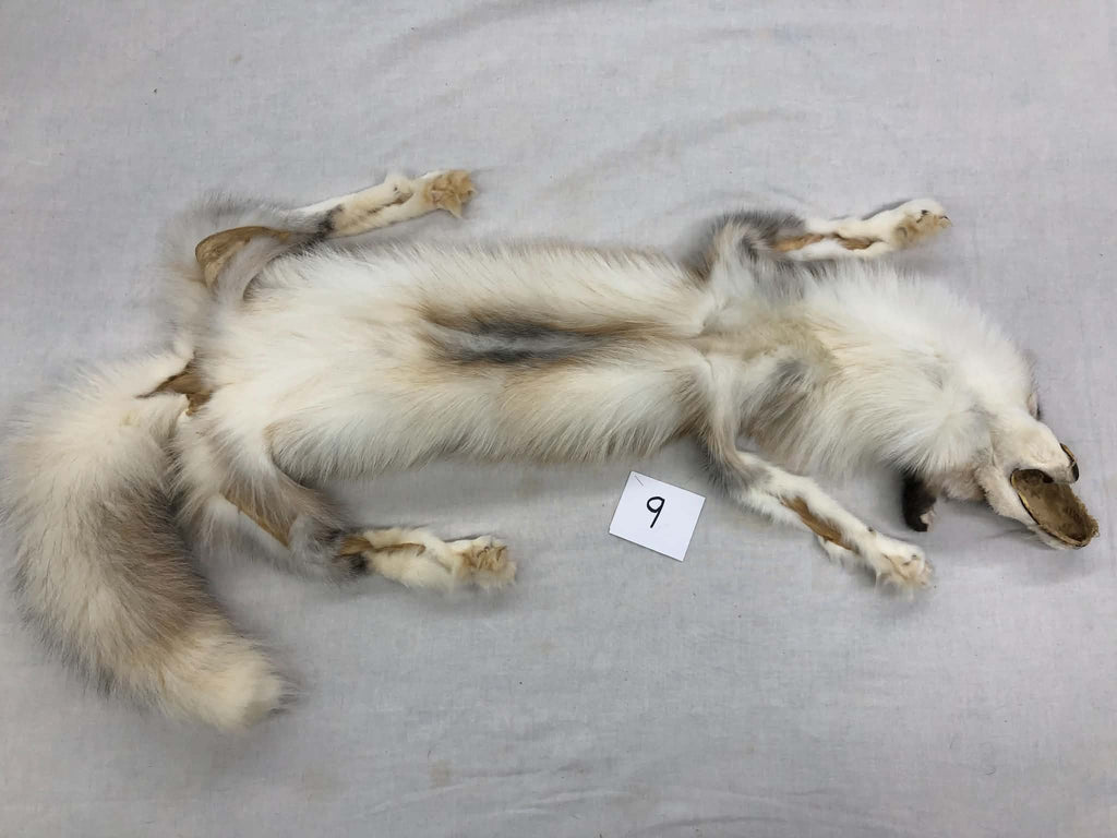 MADE TO ORDER DIY Gold Platinum Fox Soft Mount Taxidermy Kit | Ready-to-Mount | Beginner Starter Kit for Soft or Traditional Taxidermy Kit ID #9