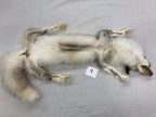 MADE TO ORDER DIY Gold Platinum Fox Soft Mount Taxidermy Kit | Ready-to-Mount | Beginner Starter Kit for Soft or Traditional Taxidermy Kit ID #9