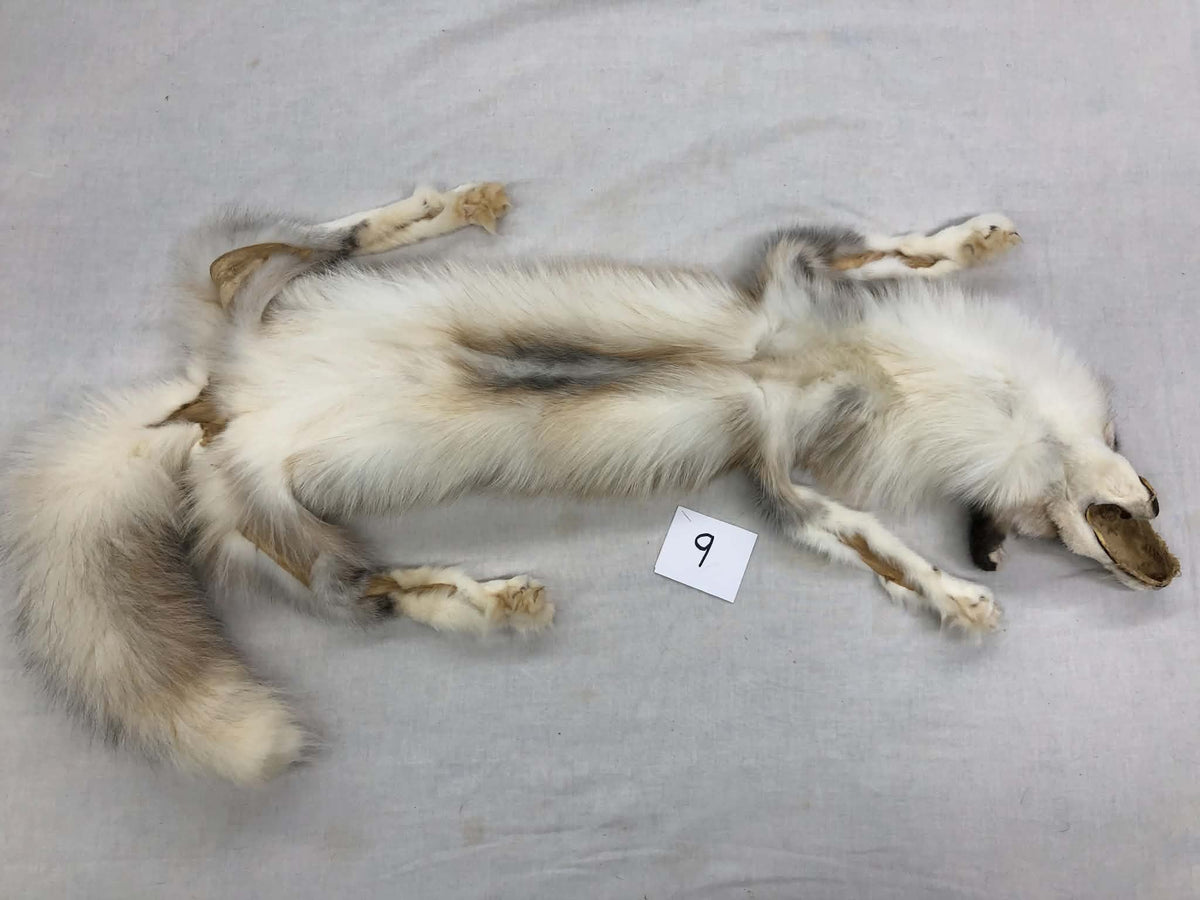 MADE TO ORDER DIY Gold Platinum Fox Soft Mount Taxidermy Kit | Ready-to-Mount | Beginner Starter Kit for Soft or Traditional Taxidermy Kit ID #9