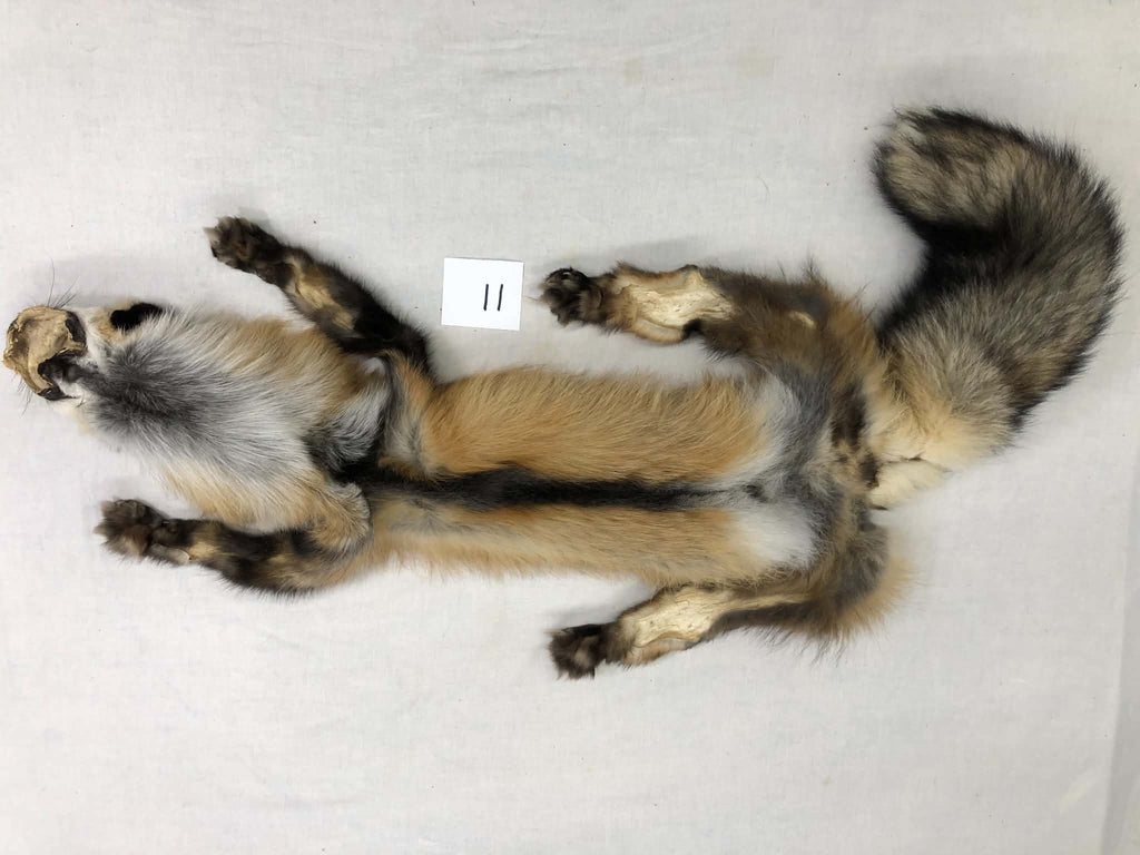 MADE TO ORDER DIY Gold Fox Soft Mount Taxidermy Kit | Ready-to-Mount | Beginner Starter Kit for Soft or Traditional Taxidermy Kit ID #11