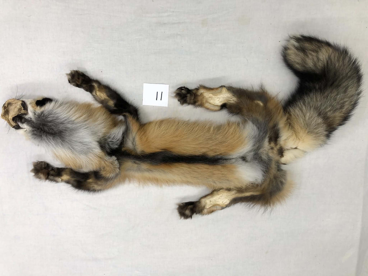 MADE TO ORDER DIY Gold Fox Soft Mount Taxidermy Kit | Ready-to-Mount | Beginner Starter Kit for Soft or Traditional Taxidermy Kit ID #11
