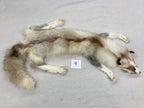 MADE TO ORDER DIY Gold Platinum Fox Soft Mount Taxidermy Kit | Ready-to-Mount | Beginner Starter Kit for Soft or Traditional Taxidermy Kit ID #9