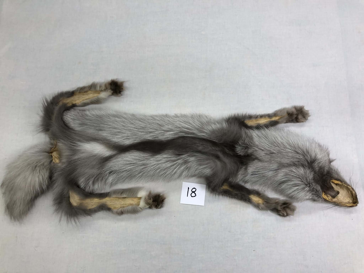MADE TO ORDER DIY Fawn Glow Fox Soft Mount Taxidermy Kit | Ready-to-Mount | Beginner Starter Kit for Soft or Traditional Taxidermy Kit ID #18