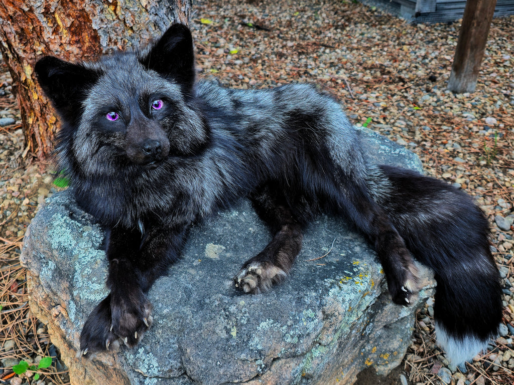 MADE TO ORDER DIY Silver Fox Soft Mount Taxidermy Kit | Ready-to-Mount | Beginner Starter Kit for Soft or Traditional Taxidermy Kit ID #14