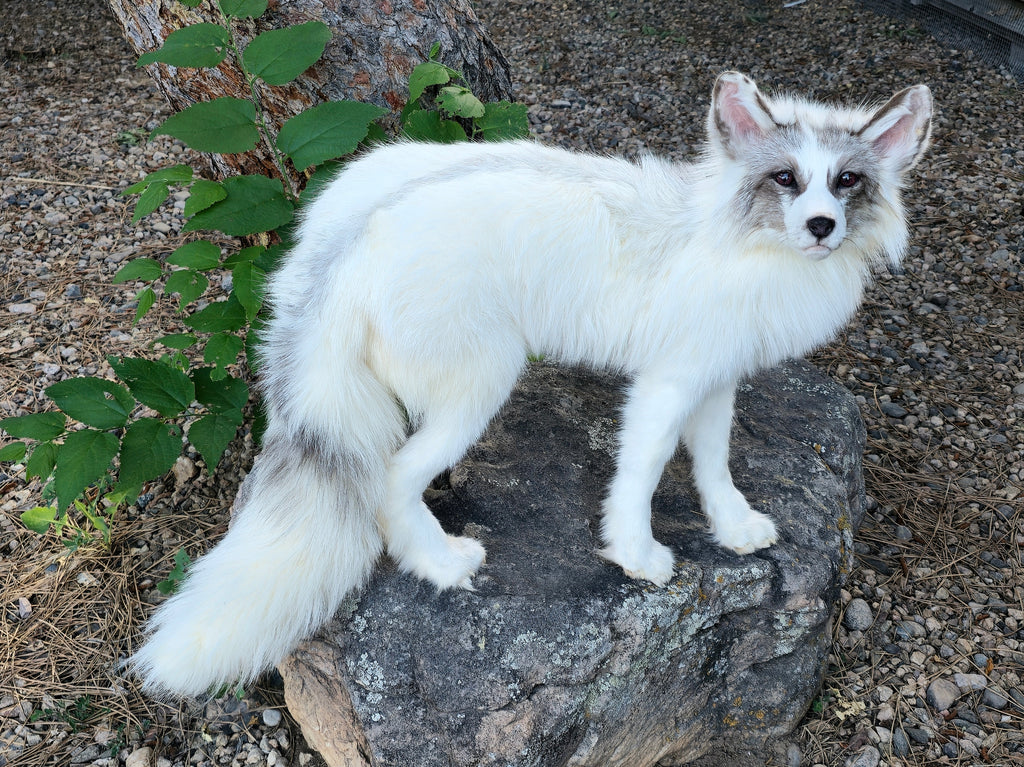 MADE TO ORDER DIY Amber Marble Fox Soft Mount Taxidermy Kit | Ready-to-Mount | Beginner Starter Kit for Soft or Traditional Taxidermy Kit ID #15