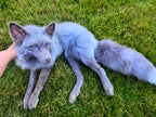 MADE TO ORDER DIY Fawn Glow Fox Soft Mount Taxidermy Kit | Ready-to-Mount | Beginner Starter Kit for Soft or Traditional Taxidermy Kit ID #6