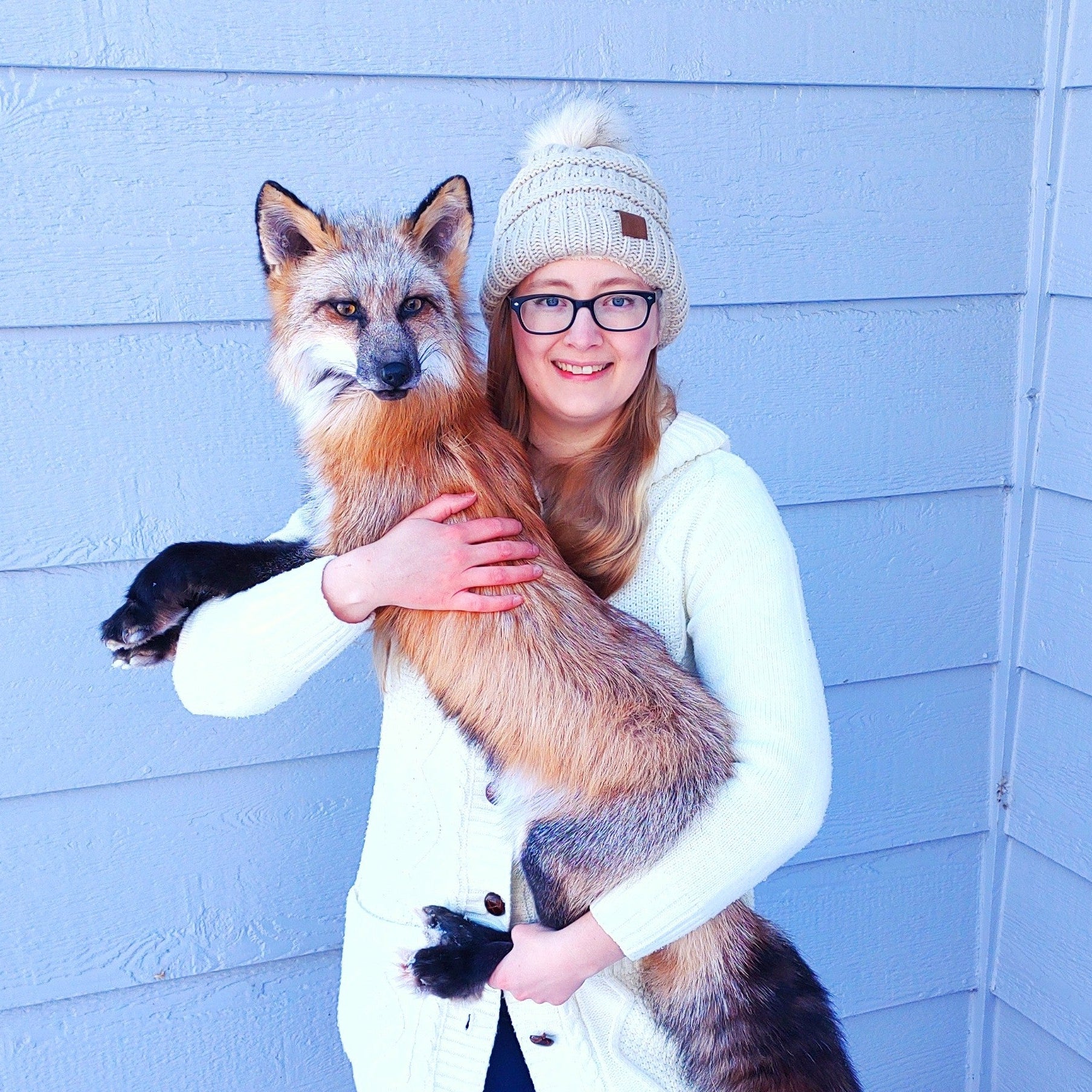 Person holding a taxidermy fox in a snowy setting with 'Sterling Fox Taxidermy' logo.
