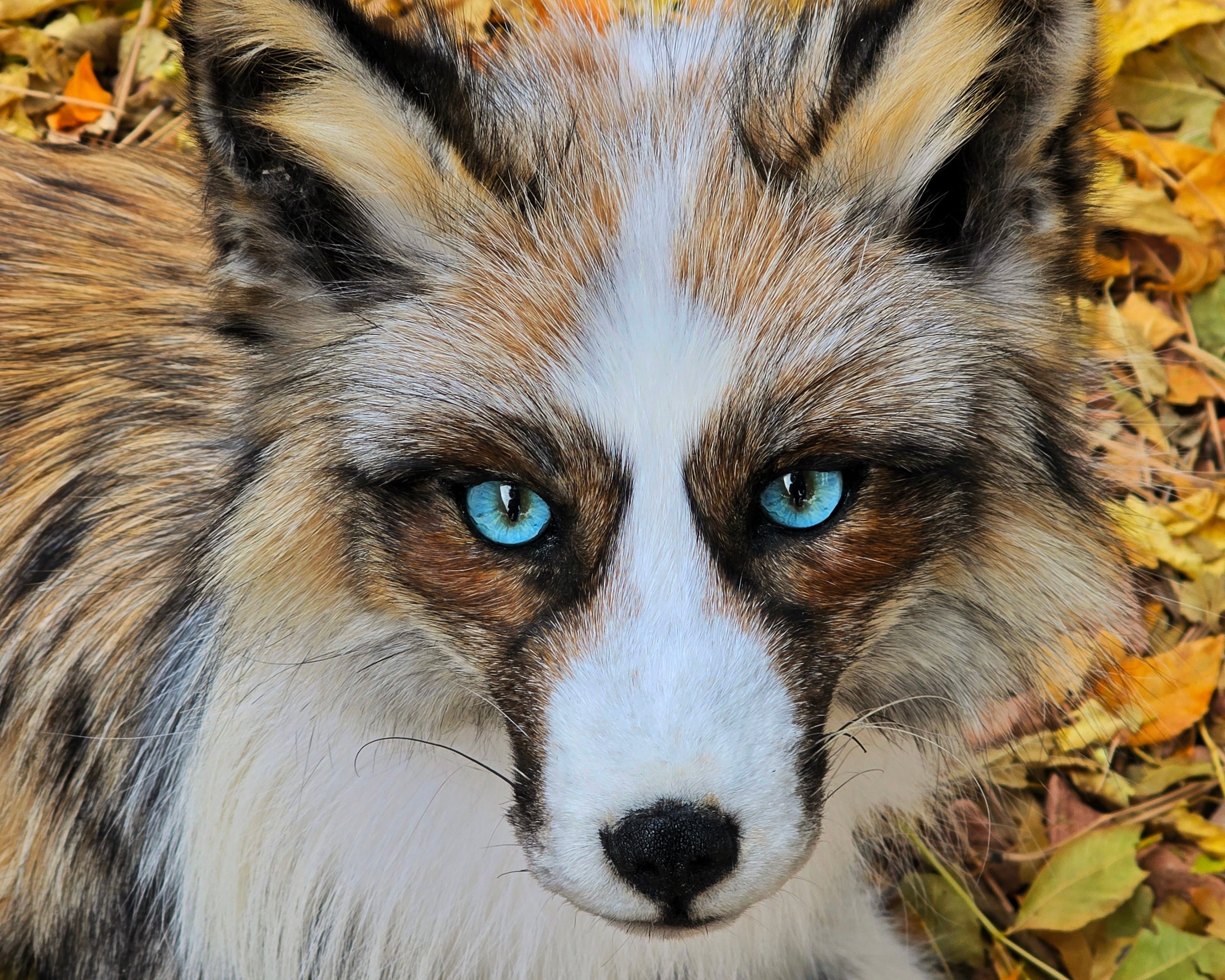 Close-up of a fox with blue eyes surrounded by autumn leaves