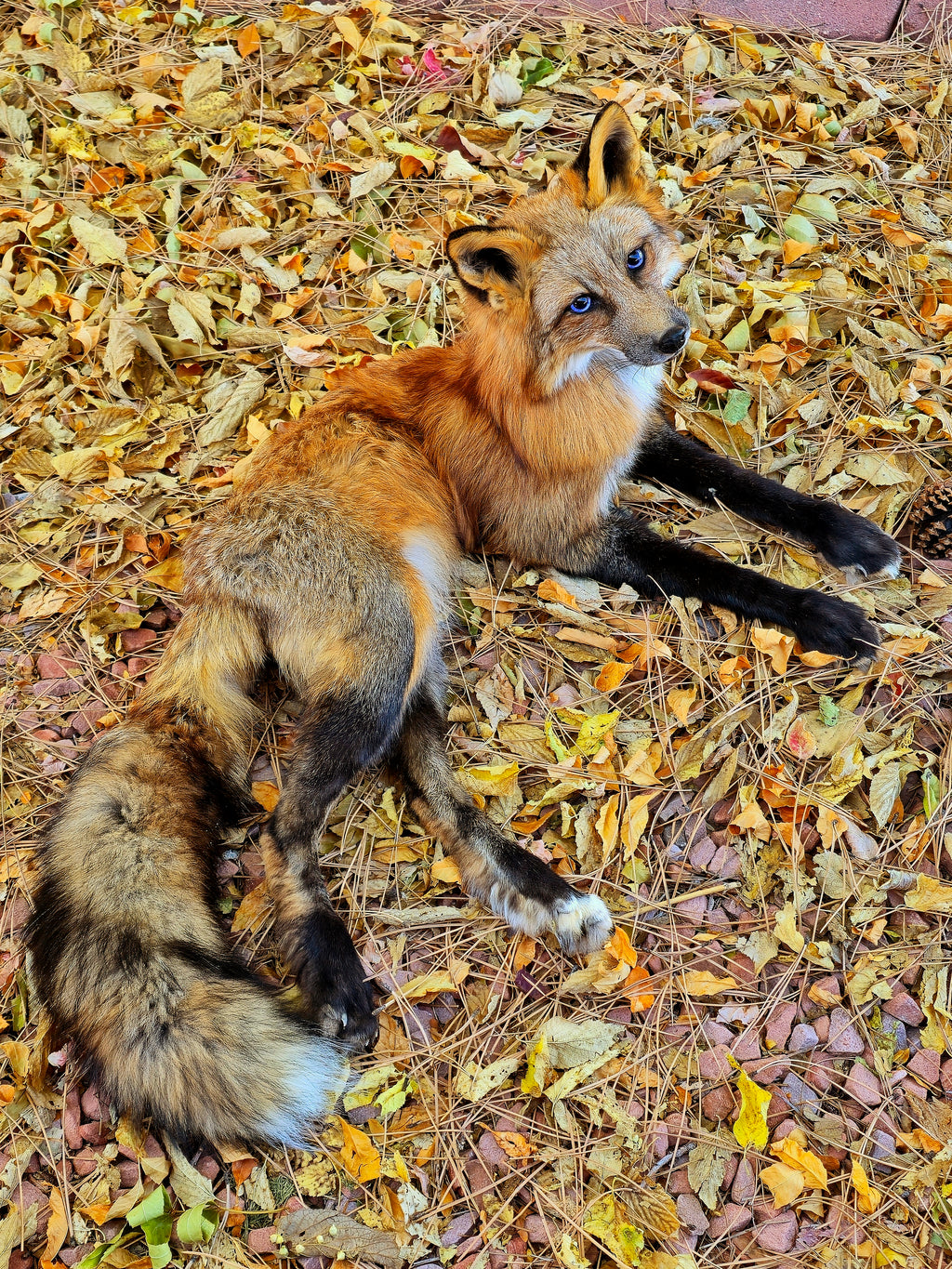 MADE TO ORDER DIY Gold Fox Soft Mount Taxidermy Kit | Ready-to-Mount | Beginner Starter Kit for Soft or Traditional Taxidermy Kit ID #2