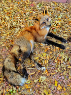 MADE TO ORDER DIY Gold Fox Soft Mount Taxidermy Kit | Ready-to-Mount | Beginner Starter Kit for Soft or Traditional Taxidermy Kit ID #2