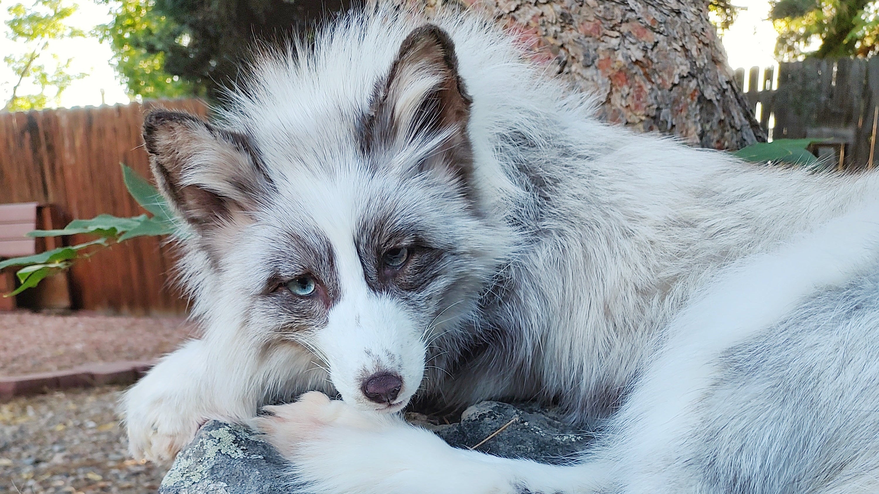 White and gray fox lying on a rock outdoors