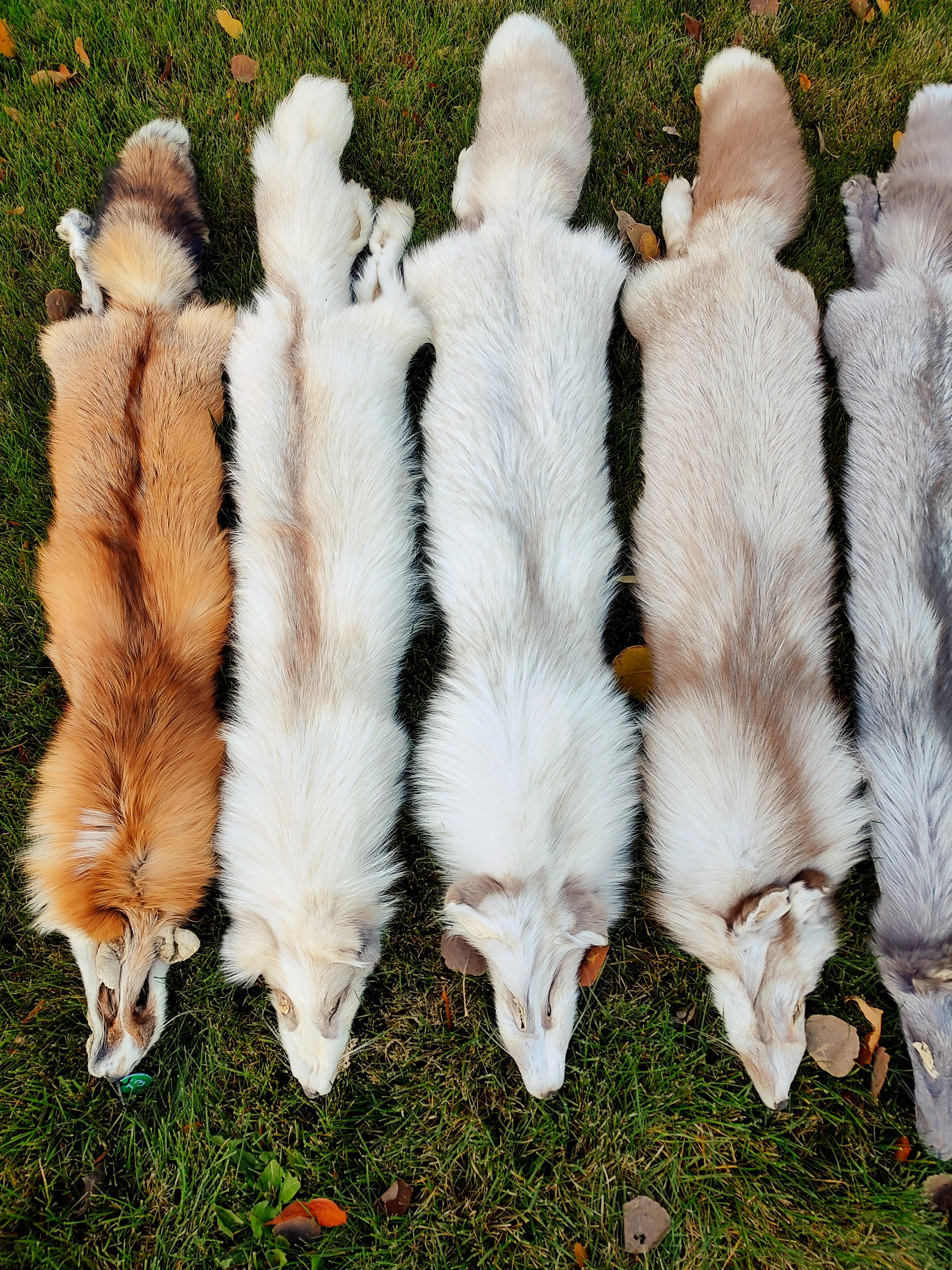 Five fox pelts of different colors lying on grass
