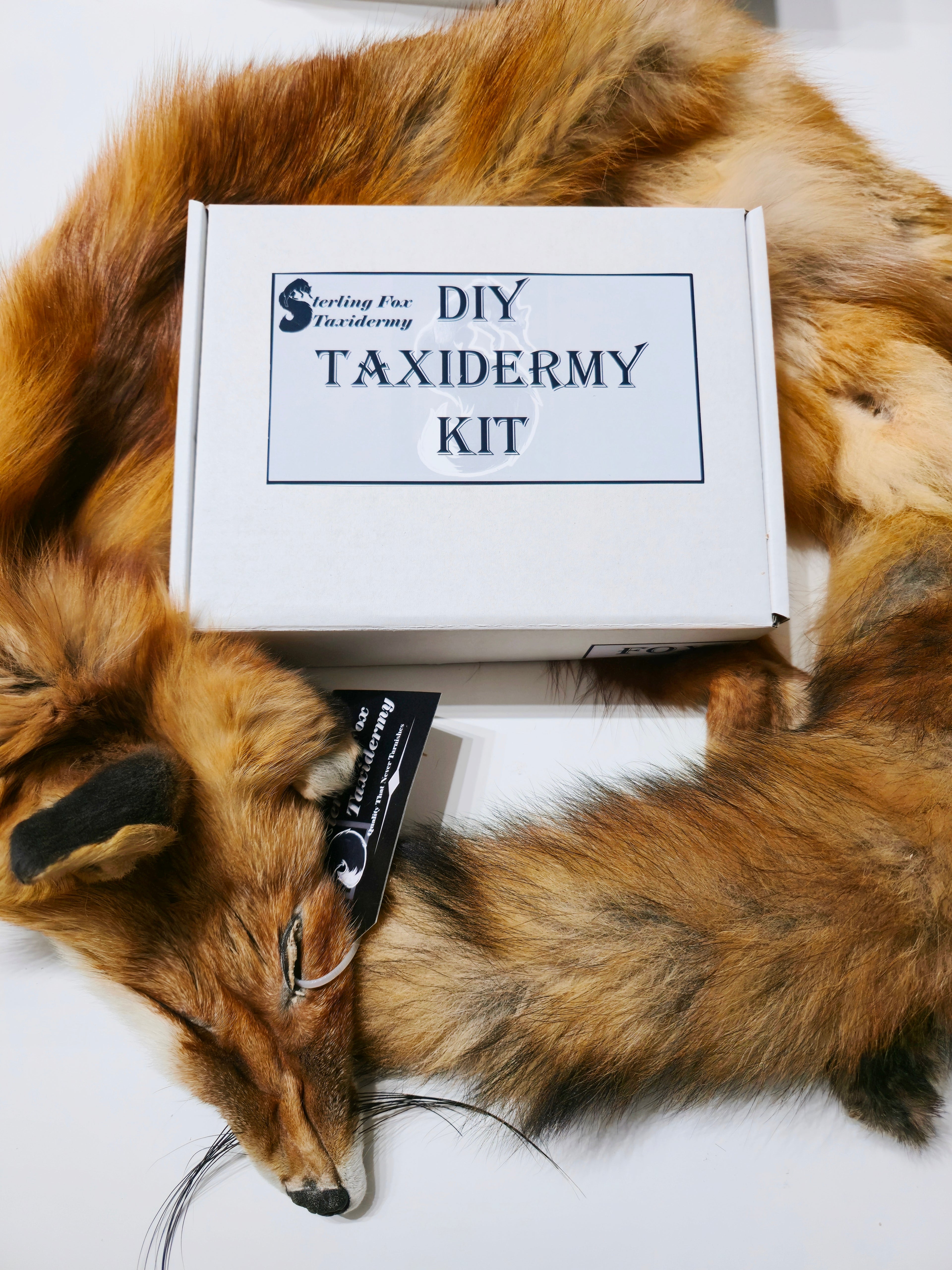 DIY Red Fox Soft Mount Taxidermy Kit | Ready-to-Mount Pelt | Beginner Starter Kit for Soft or Traditional Taxidermy