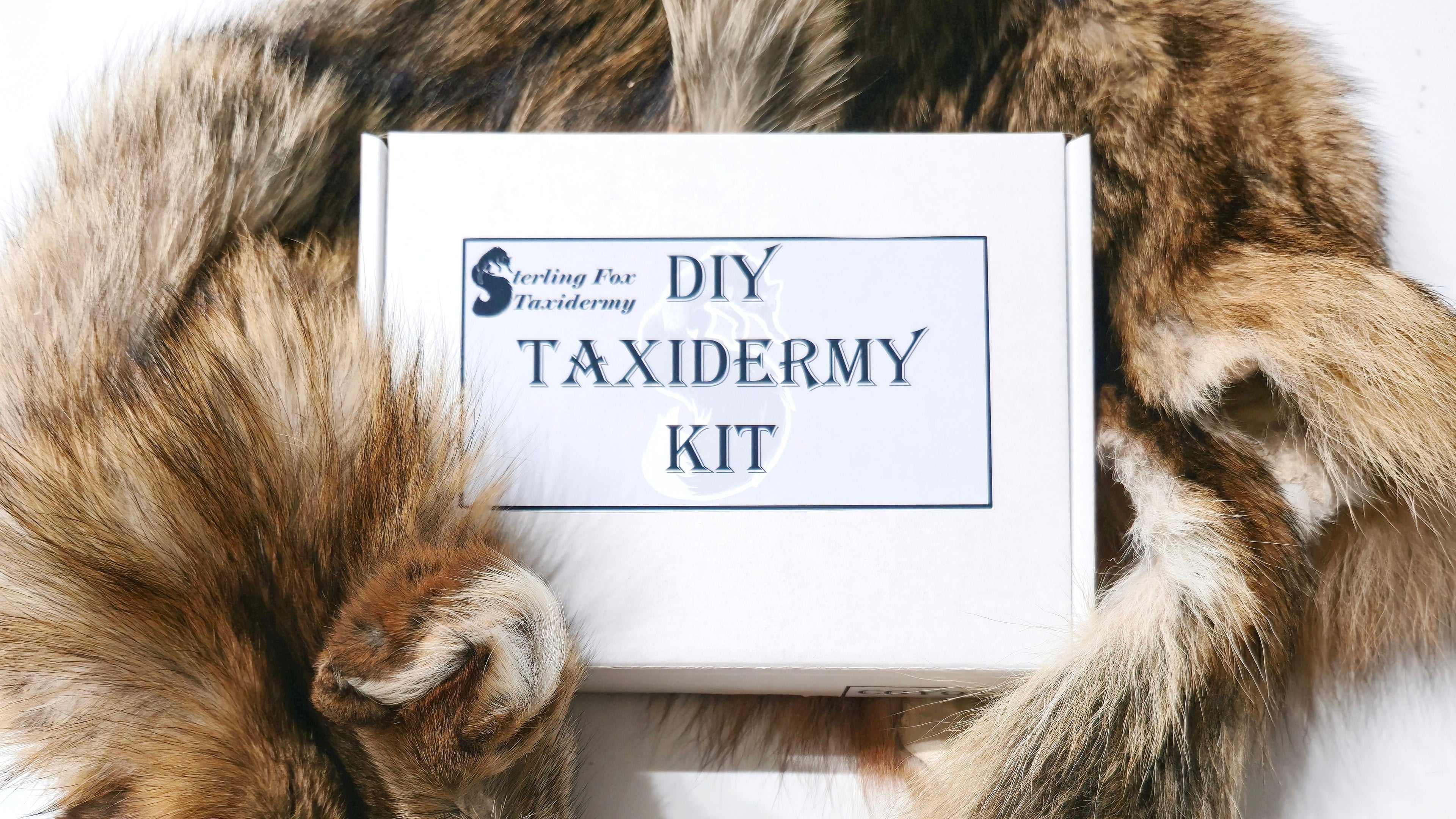 DIY taxidermy kit with a coyote head and body on a white background