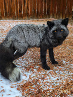 MADE TO ORDER DIY Silver Fox Soft Mount Taxidermy Kit | Ready-to-Mount | Beginner Starter Kit for Soft or Traditional Taxidermy Kit ID #14