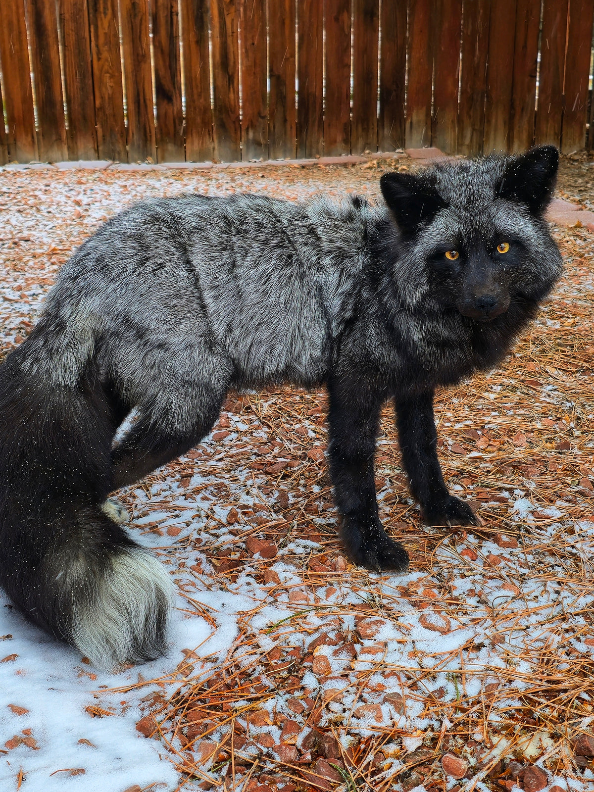 MADE TO ORDER DIY Silver Fox Soft Mount Taxidermy Kit | Ready-to-Mount | Beginner Starter Kit for Soft or Traditional Taxidermy Kit ID #14