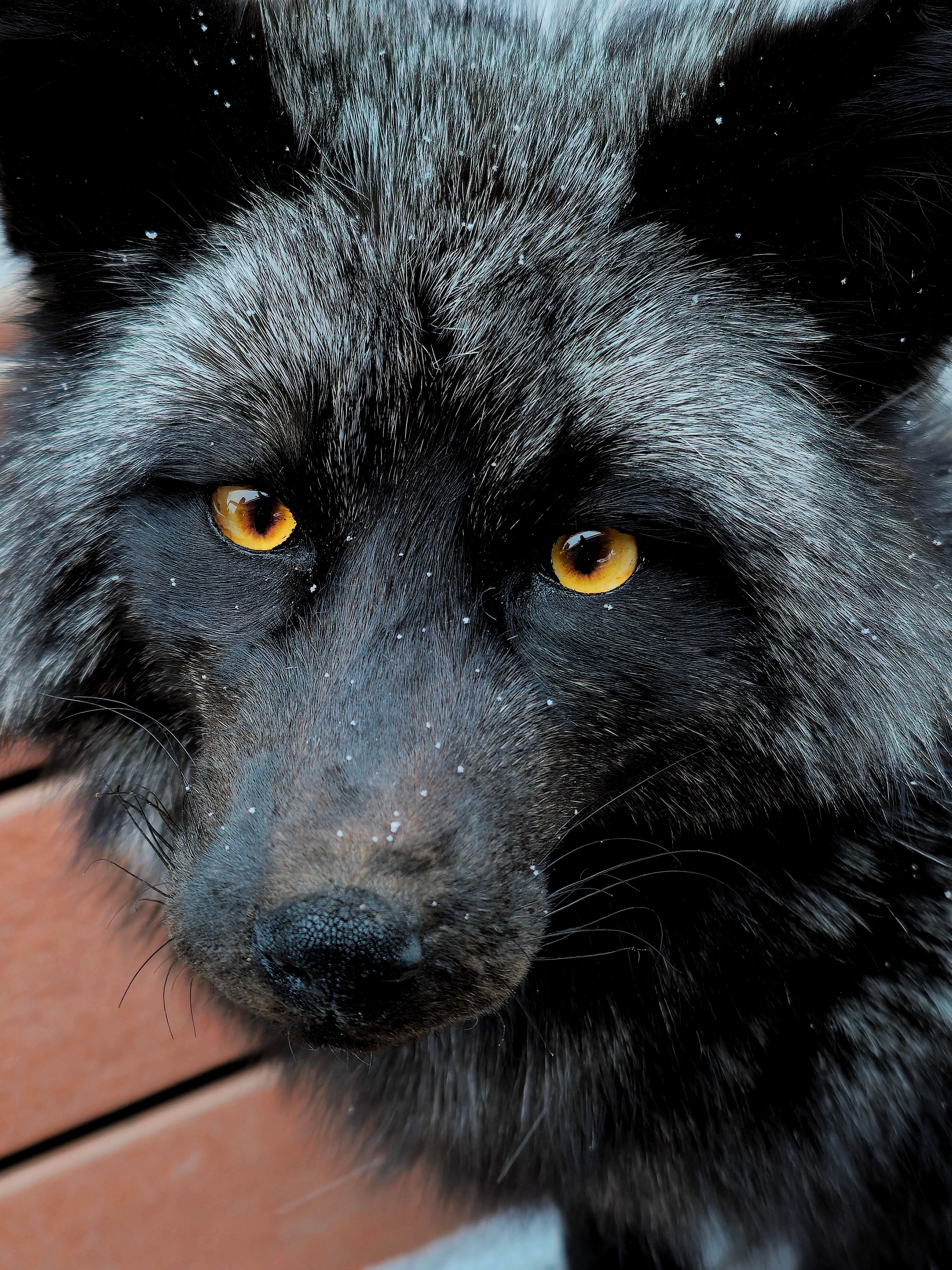 Close-up of a black fox with yellow eyes looking to the side.