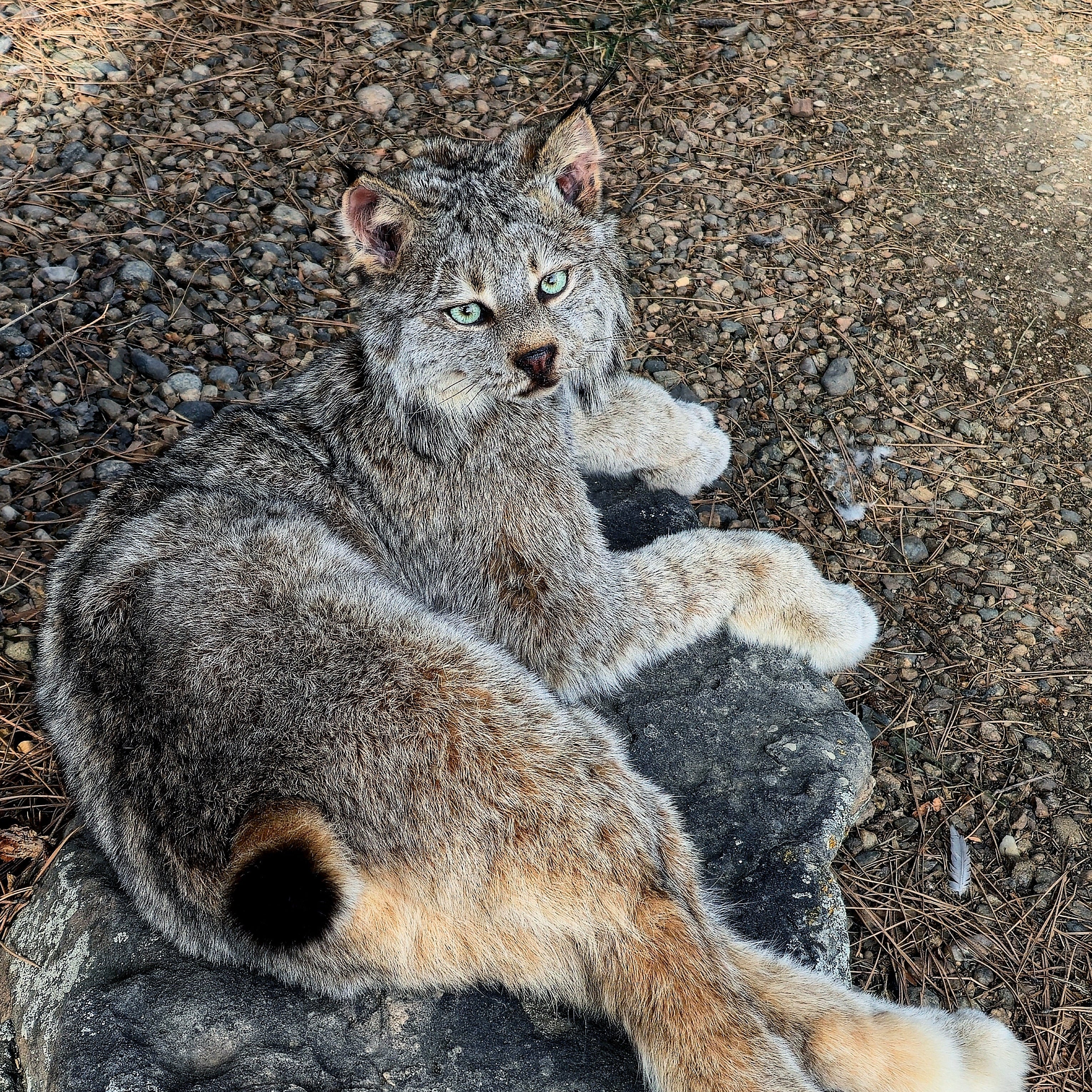 Cat lying on a rock with a natural background. Semi posable mount.
