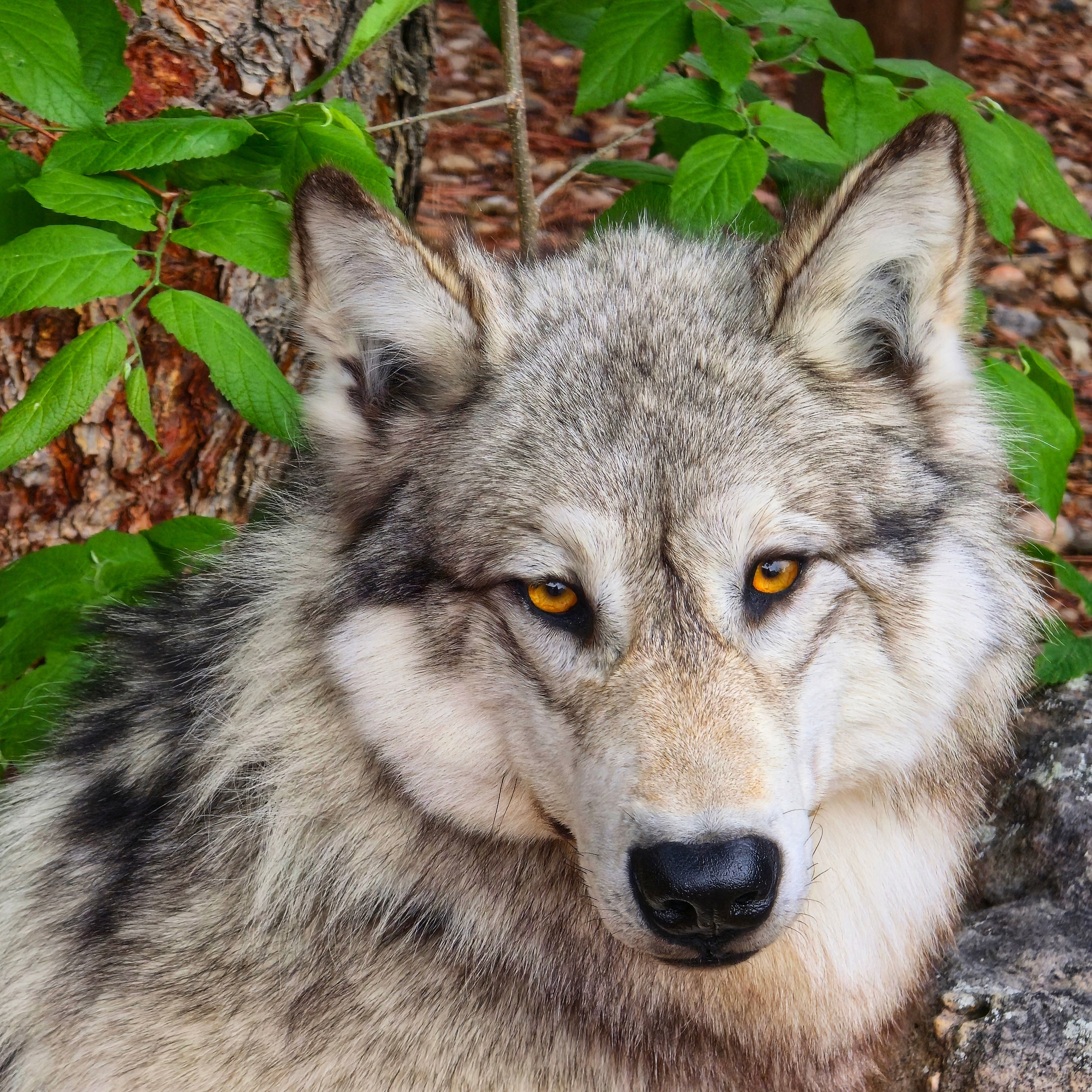 Wolf peeking from behind a tree with green leaves