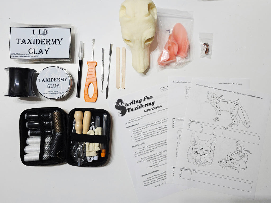 MADE TO ORDER DIY Silver Fox Soft Mount Taxidermy Kit | Ready-to-Mount | Beginner Starter Kit for Soft or Traditional Taxidermy Kit ID #14