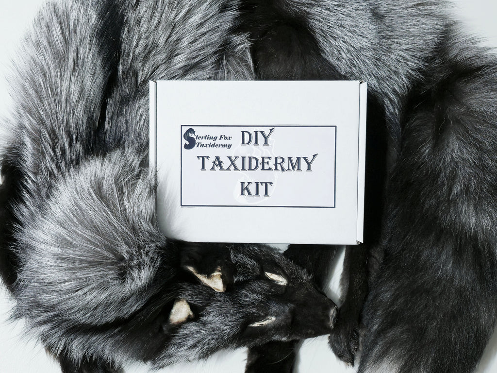 MADE TO ORDER DIY Silver Fox Soft Mount Taxidermy Kit | Ready-to-Mount | Beginner Starter Kit for Soft or Traditional Taxidermy Kit ID #14