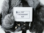 MADE TO ORDER DIY Silver Fox Soft Mount Taxidermy Kit | Ready-to-Mount | Beginner Starter Kit for Soft or Traditional Taxidermy Kit ID #14