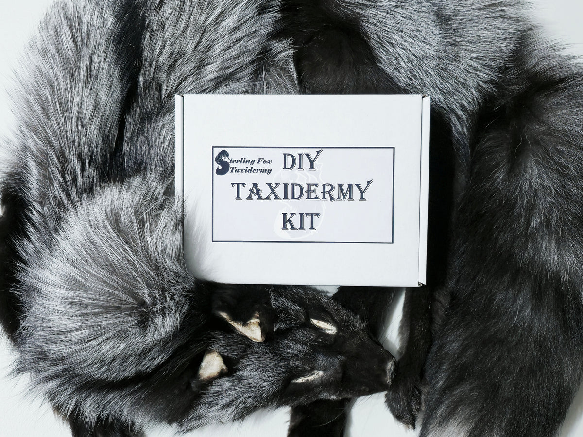 MADE TO ORDER DIY Silver Fox Soft Mount Taxidermy Kit | Ready-to-Mount | Beginner Starter Kit for Soft or Traditional Taxidermy Kit ID #14