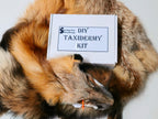 MADE TO ORDER DIY Gold Fox Soft Mount Taxidermy Kit | Ready-to-Mount | Beginner Starter Kit for Soft or Traditional Taxidermy Kit ID #2