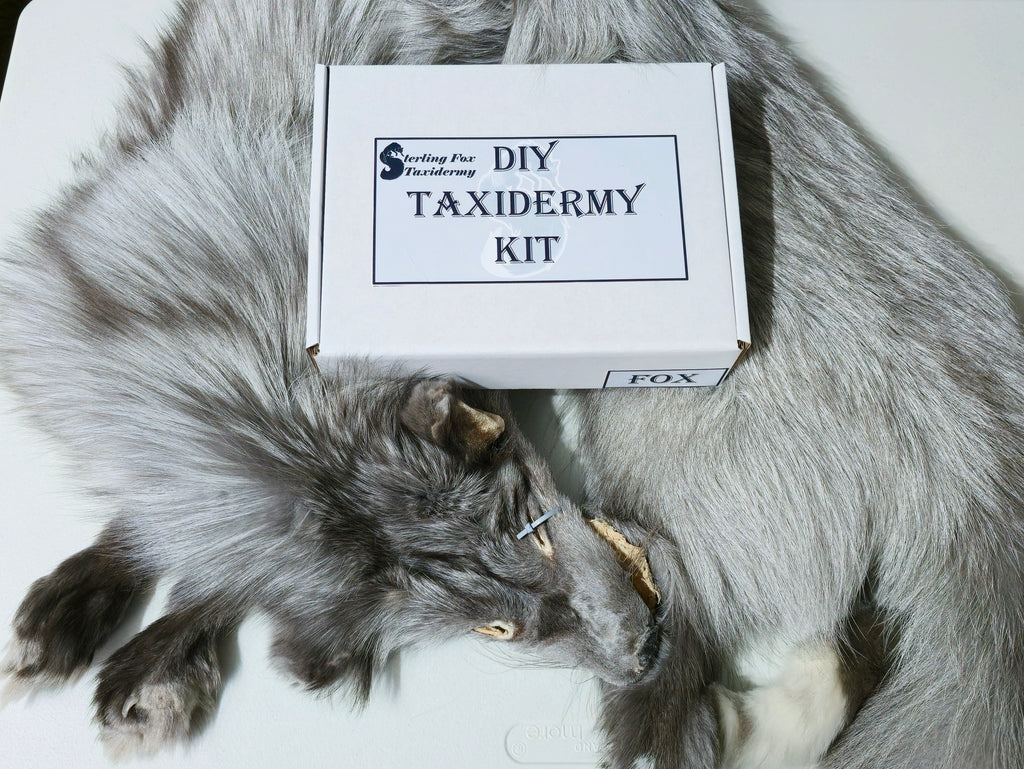 MADE TO ORDER DIY Fawn Glow Fox Soft Mount Taxidermy Kit | Ready-to-Mount | Beginner Starter Kit for Soft or Traditional Taxidermy Kit ID #6