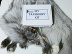 MADE TO ORDER DIY Fawn Glow Fox Soft Mount Taxidermy Kit | Ready-to-Mount | Beginner Starter Kit for Soft or Traditional Taxidermy Kit ID #6