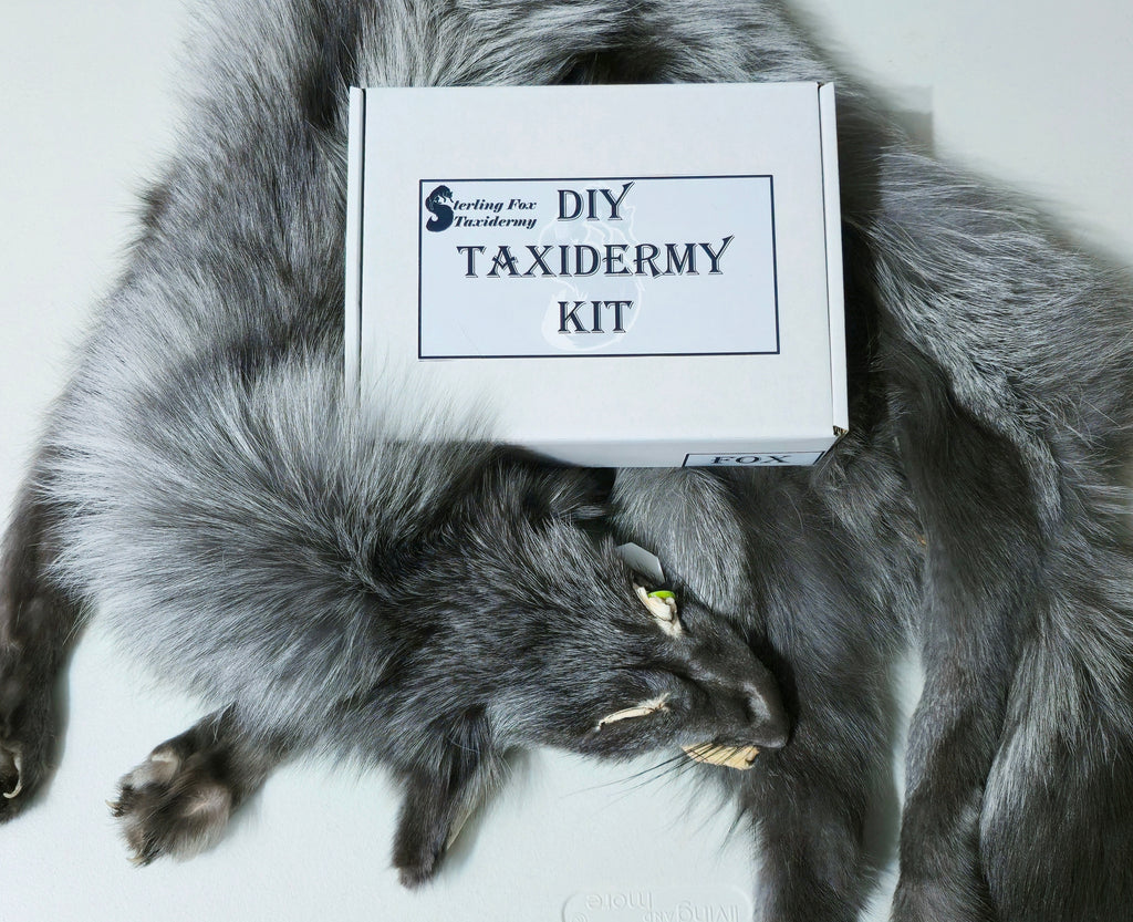 MADE TO ORDER DIY Pearl Fox Soft Mount Taxidermy Kit | Ready-to-Mount | Beginner Starter Kit for Soft or Traditional Taxidermy Kit ID #23