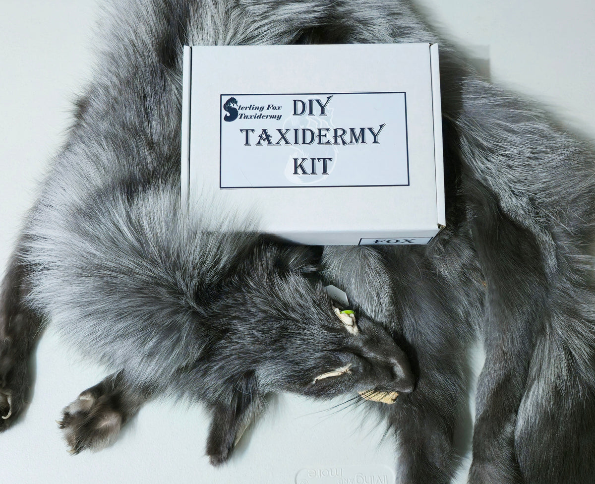 MADE TO ORDER DIY Pearl Fox Soft Mount Taxidermy Kit | Ready-to-Mount | Beginner Starter Kit for Soft or Traditional Taxidermy Kit ID #23