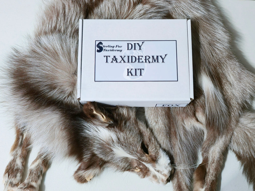 MADE TO ORDER DIY Amber Fox Soft Mount Taxidermy Kit | Ready-to-Mount | Beginner Starter Kit for Soft or Traditional Taxidermy Kit ID #13