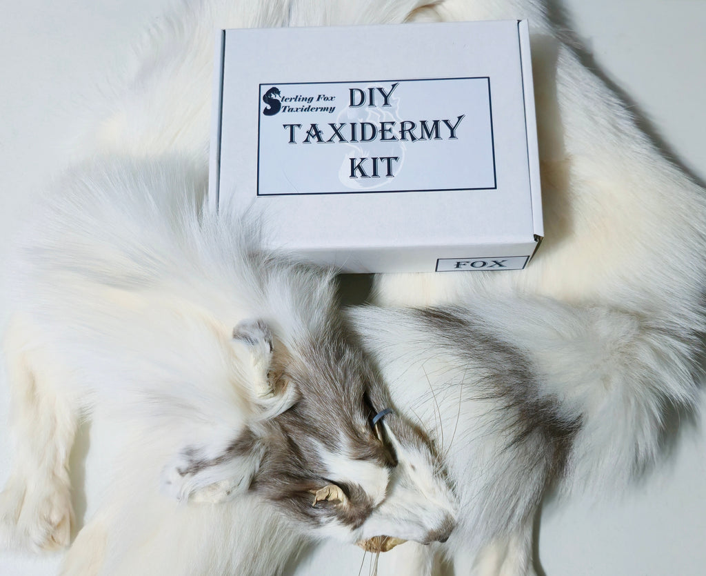 MADE TO ORDER DIY Amber Marble Fox Soft Mount Taxidermy Kit | Ready-to-Mount | Beginner Starter Kit for Soft or Traditional Taxidermy Kit ID #15