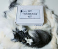 MADE TO ORDER DIY Marble Fox Soft Mount Taxidermy Kit | Ready-to-Mount | Beginner Starter Kit for Soft or Traditional Taxidermy Kit ID #22