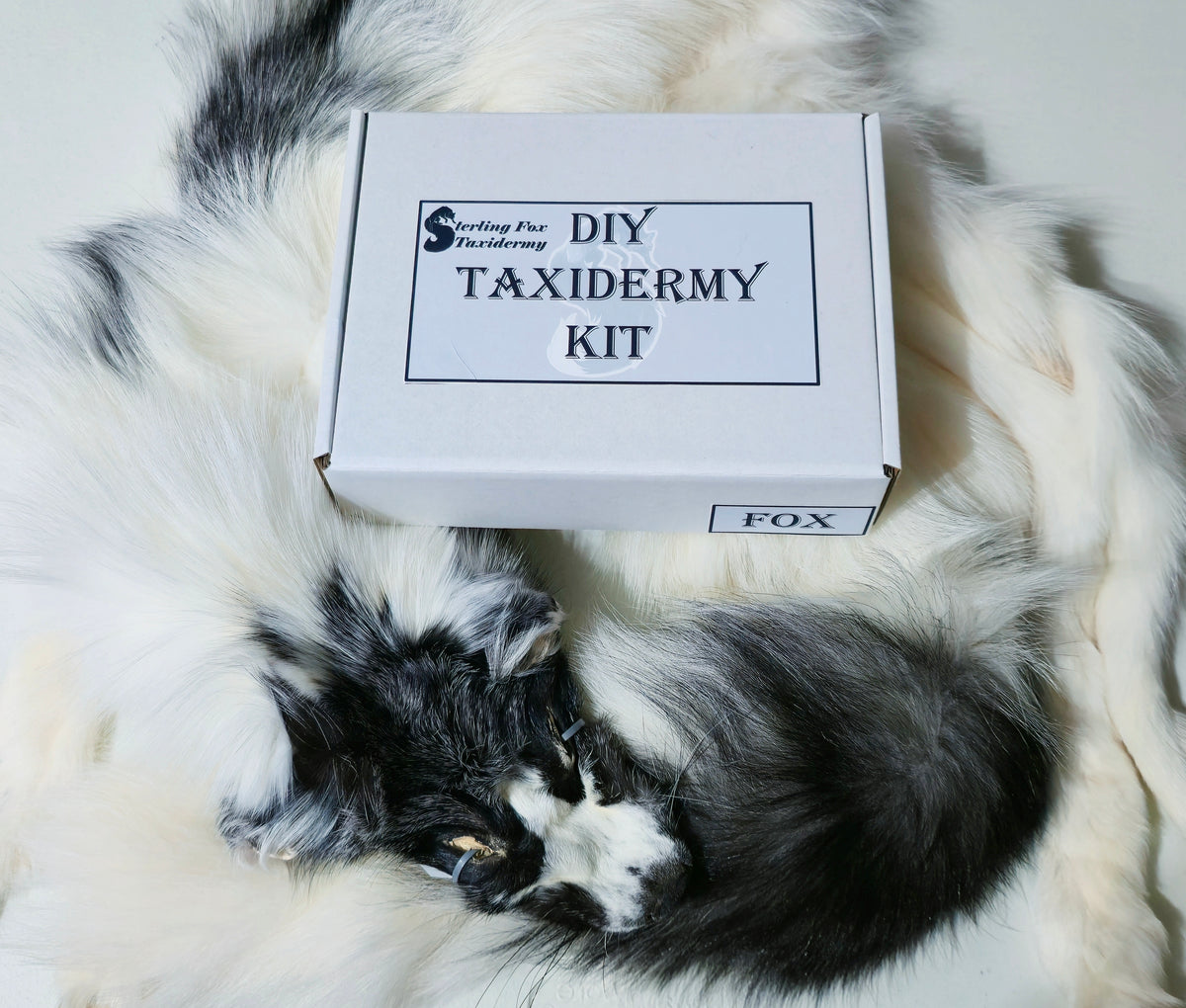 MADE TO ORDER DIY Marble Fox Soft Mount Taxidermy Kit | Ready-to-Mount | Beginner Starter Kit for Soft or Traditional Taxidermy Kit ID #22