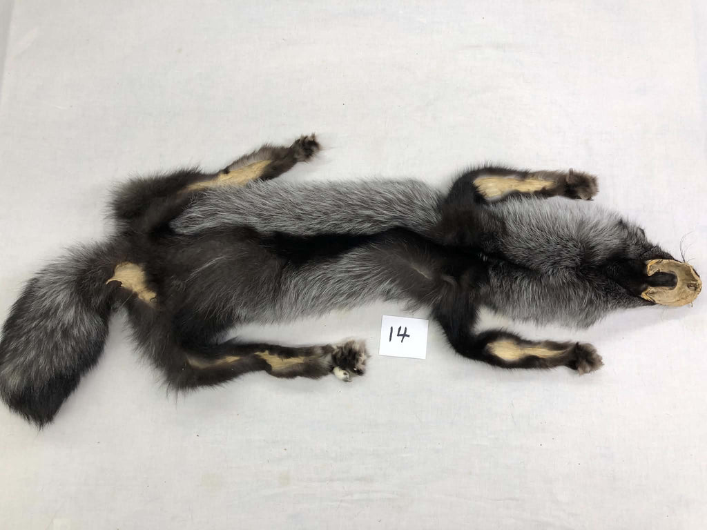 MADE TO ORDER DIY Silver Fox Soft Mount Taxidermy Kit | Ready-to-Mount | Beginner Starter Kit for Soft or Traditional Taxidermy Kit ID #14
