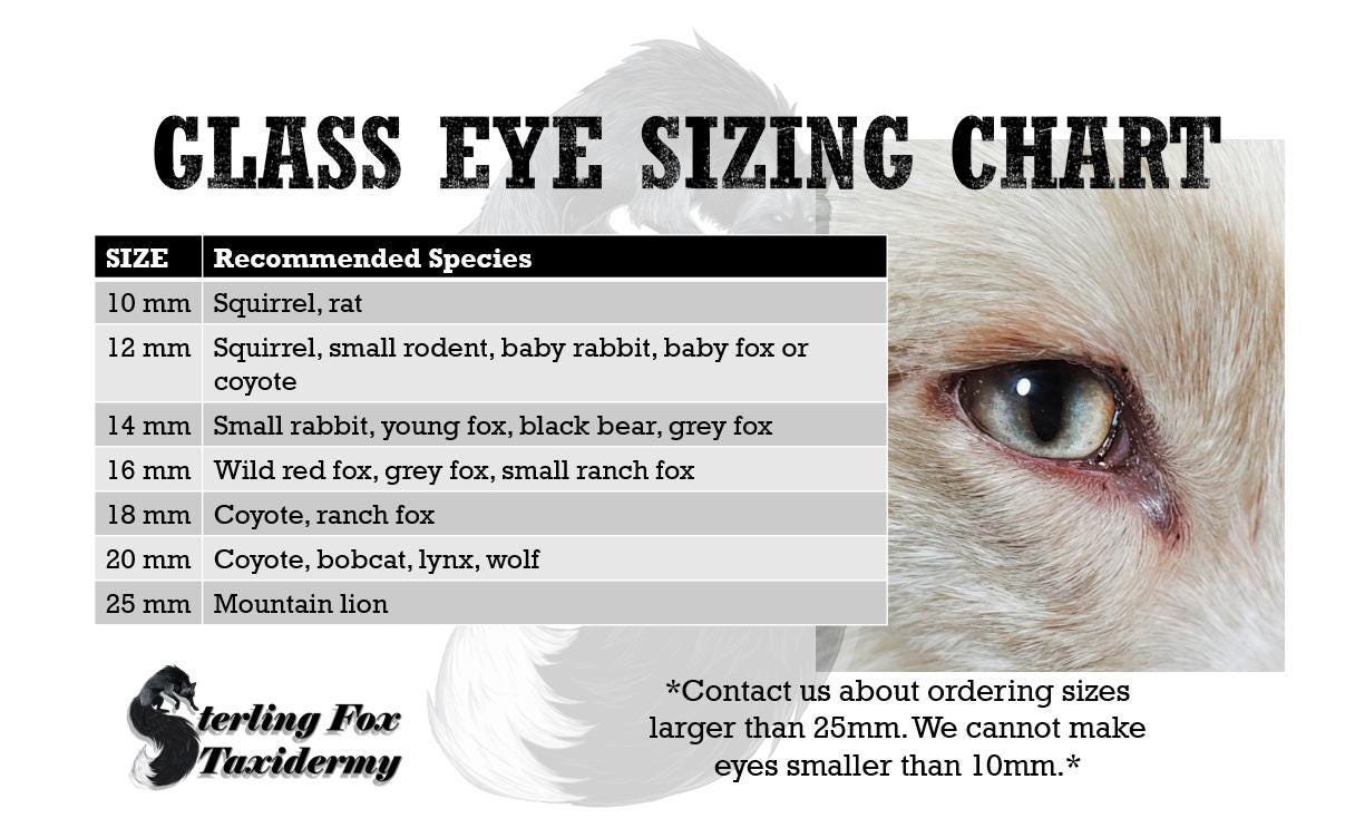8mm Black Mammal Taxidermy Eyes