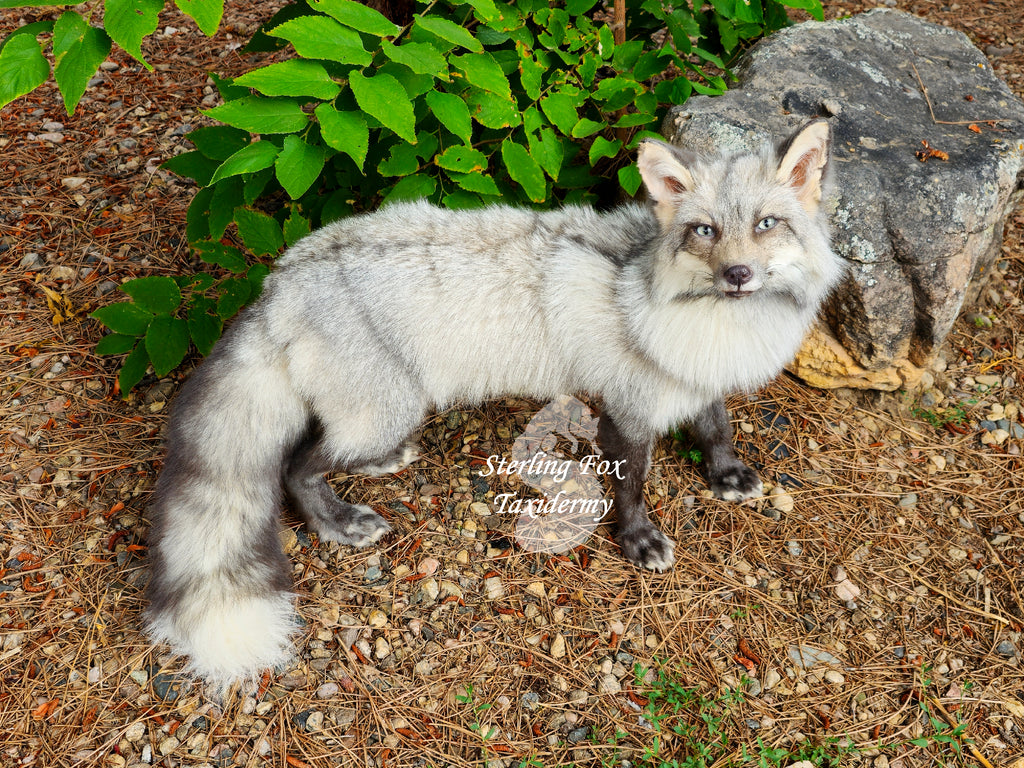 Moonglow Soft mount Taxidermy Fox - Reserved for Leesa Wood