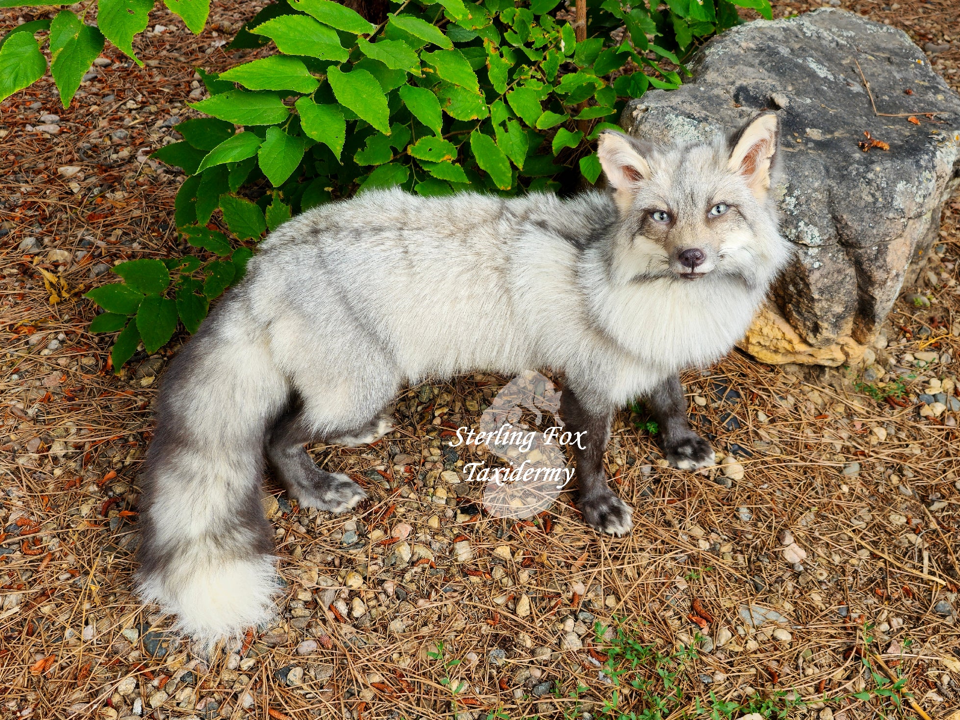 Moonglow Soft mount Taxidermy Fox - Reserved for Leesa Wood