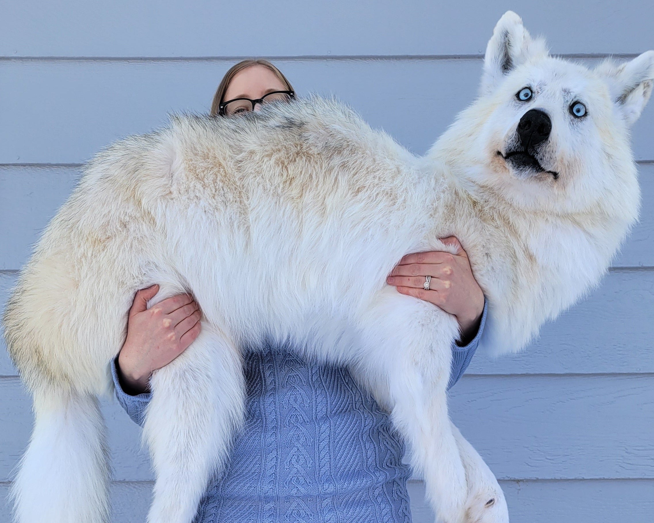 Person holding a large white dog in front of a blue wall with snow on the ground