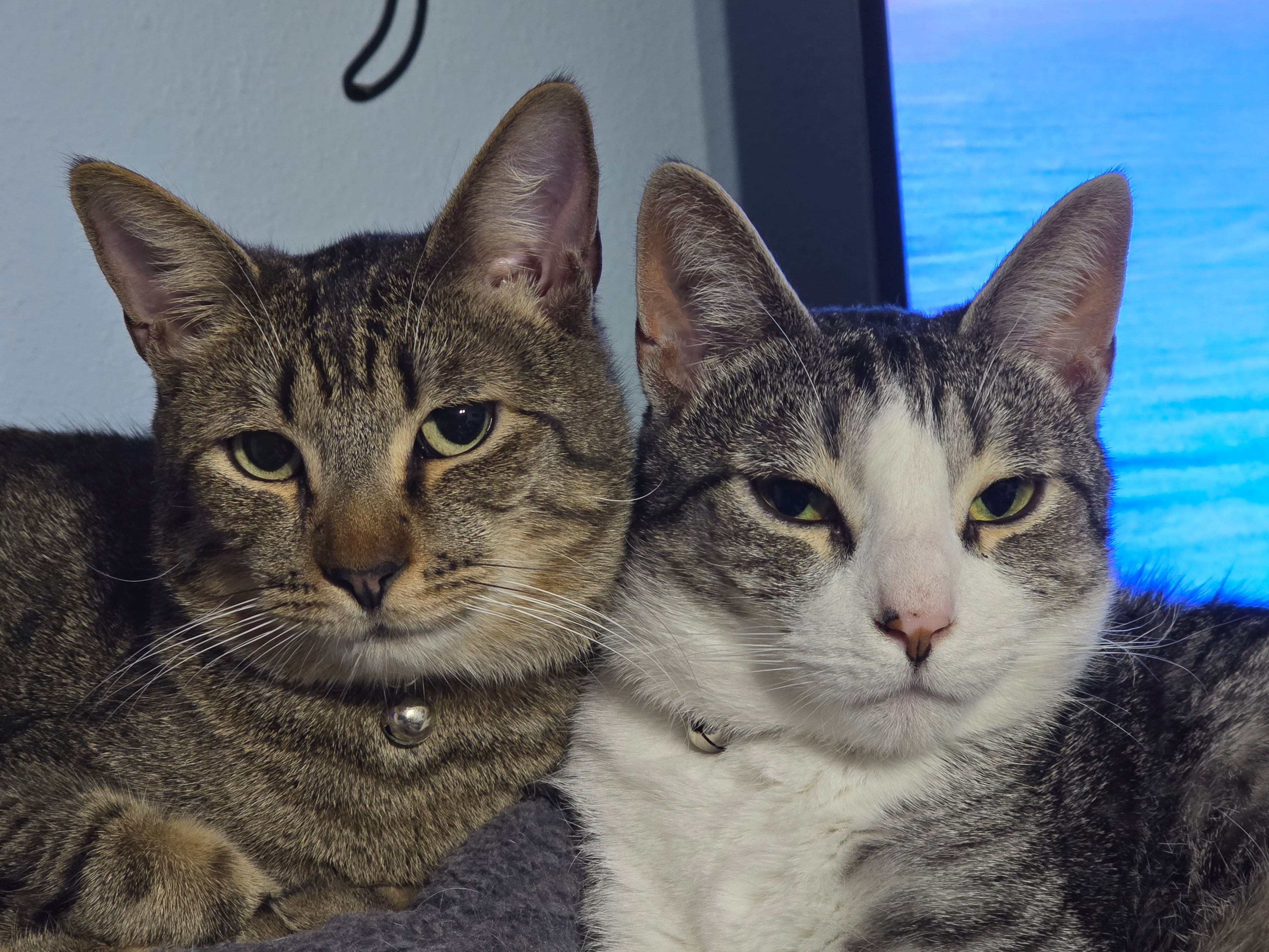 Two cats sitting close together with a blue screen in the background