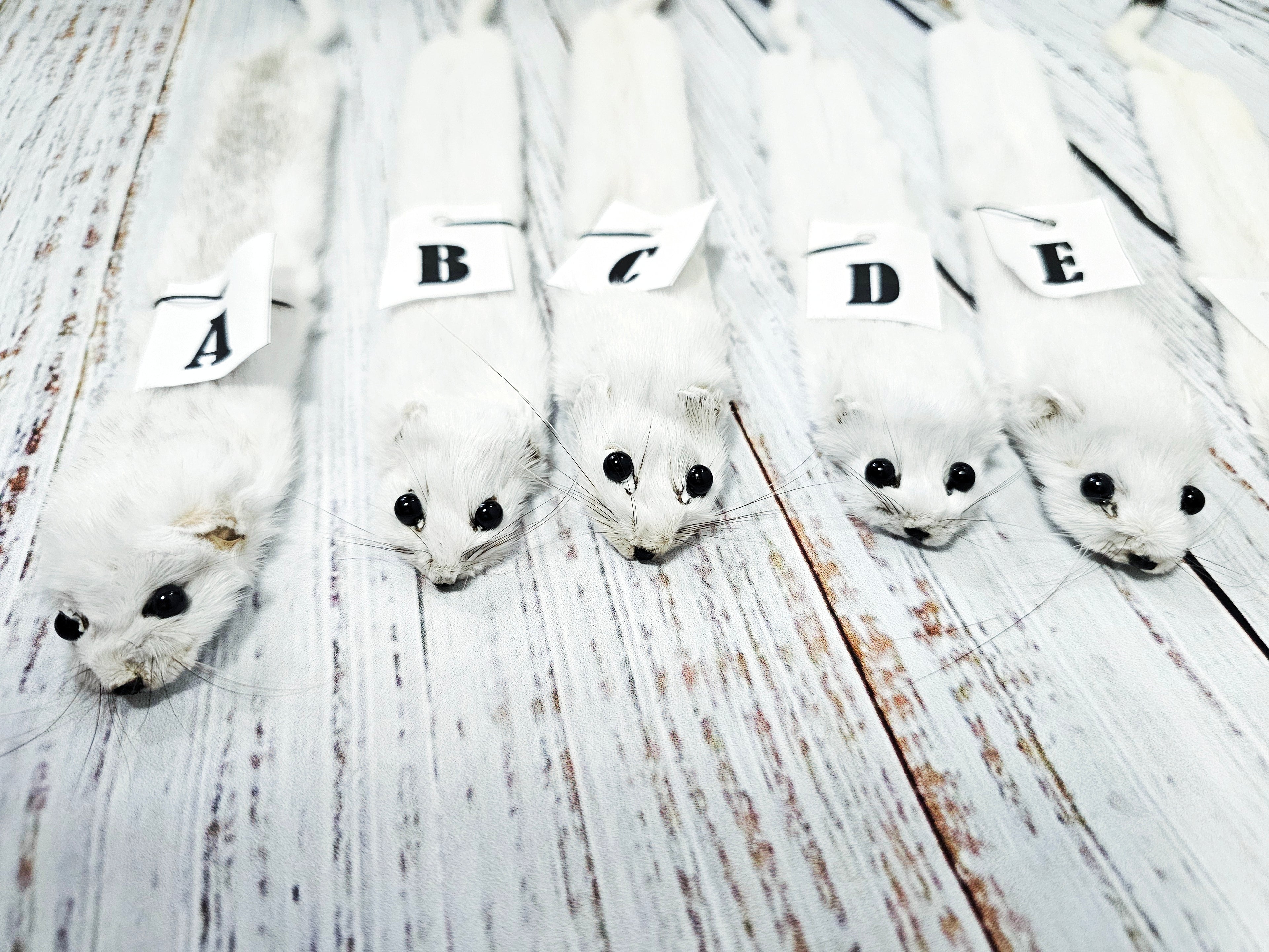 Weasel Slap Bracelet, Sherman the Ermine, White Ermine Slap Bracelet, Taxidermy Oddities Bracelet, Real Fur