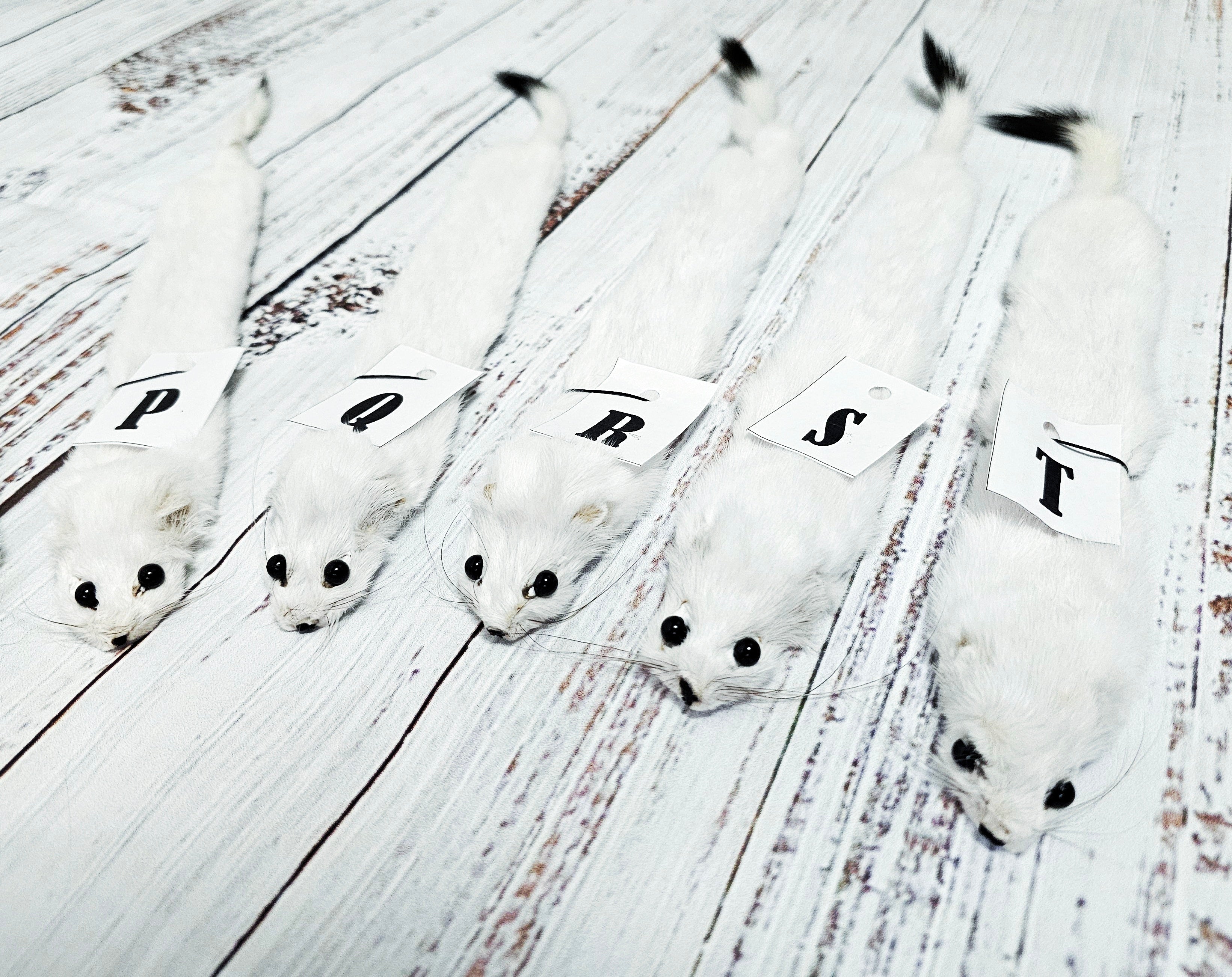 Weasel Slap Bracelet, Sherman the Ermine, White Ermine Slap Bracelet, Taxidermy Oddities Bracelet, Real Fur