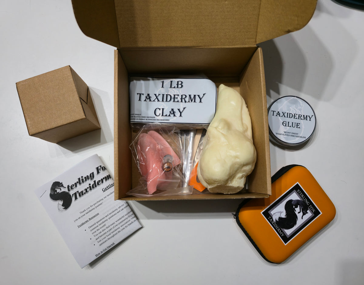 MADE TO ORDER DIY Silver Fox Soft Mount Taxidermy Kit | Ready-to-Mount | Beginner Starter Kit for Soft or Traditional Taxidermy Kit ID #14