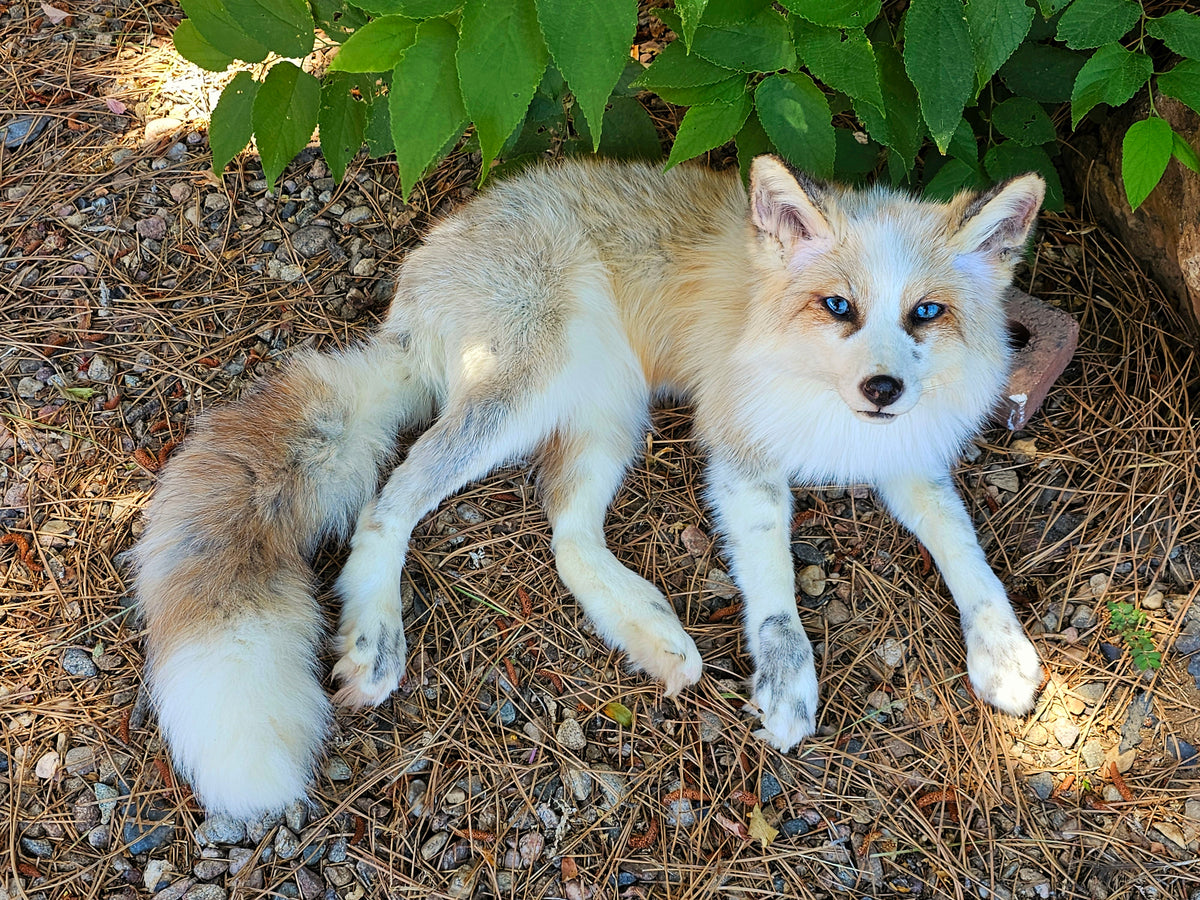 MADE TO ORDER DIY Gold Platinum Fox Soft Mount Taxidermy Kit | Ready-to-Mount | Beginner Starter Kit for Soft or Traditional Taxidermy Kit ID #9