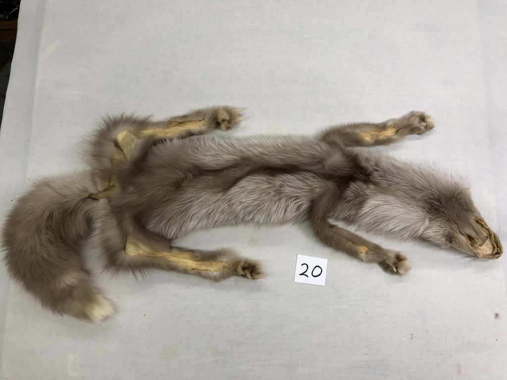 MADE TO ORDER DIY Amber Fox Soft Mount Taxidermy Kit | Ready-to-Mount | Beginner Starter Kit for Soft or Traditional Taxidermy Kit ID #20