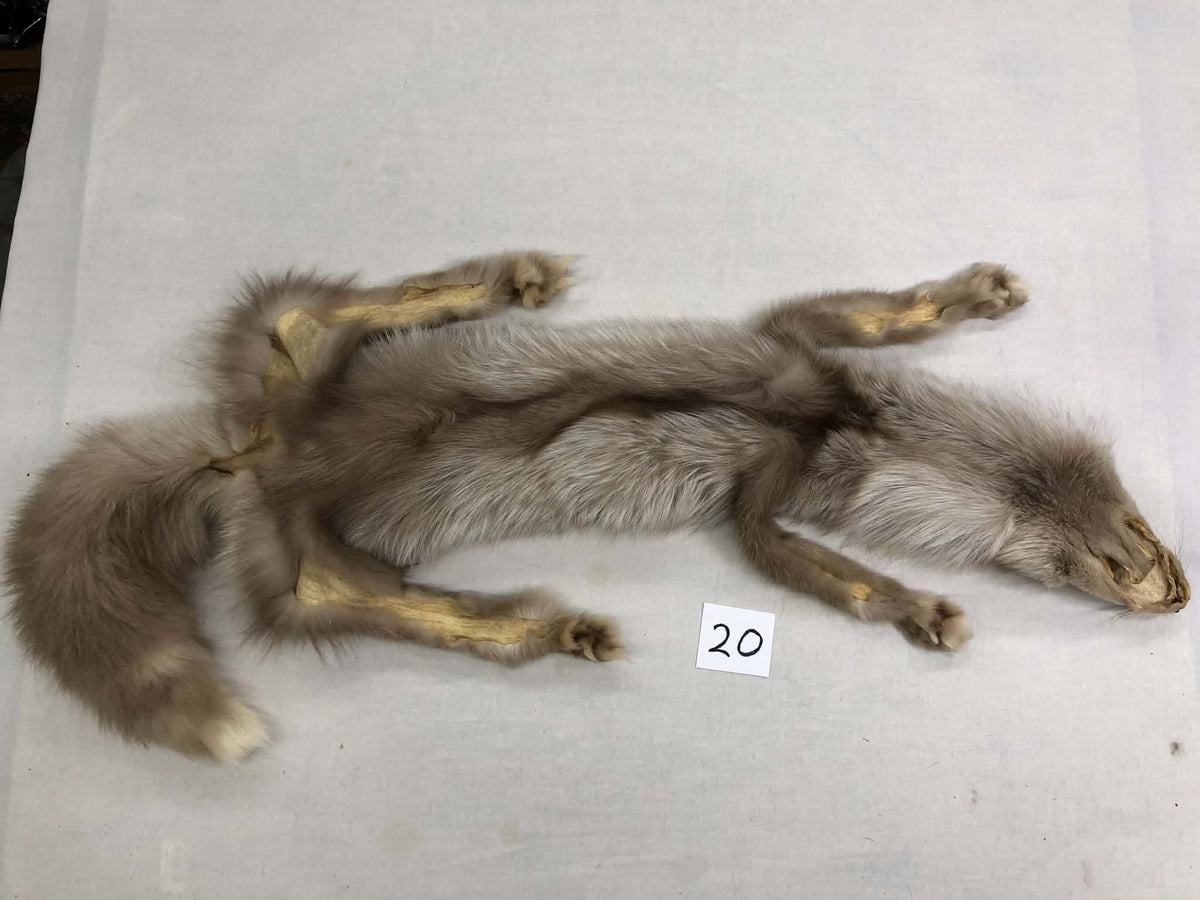 MADE TO ORDER DIY Amber Fox Soft Mount Taxidermy Kit | Ready-to-Mount | Beginner Starter Kit for Soft or Traditional Taxidermy Kit ID #20